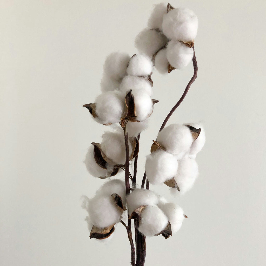 Fleurs de coton