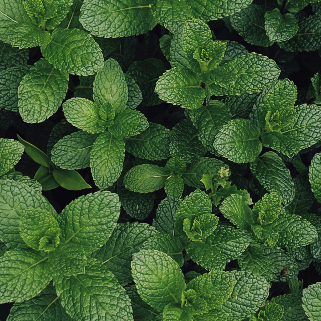 Menthe chlorophyle