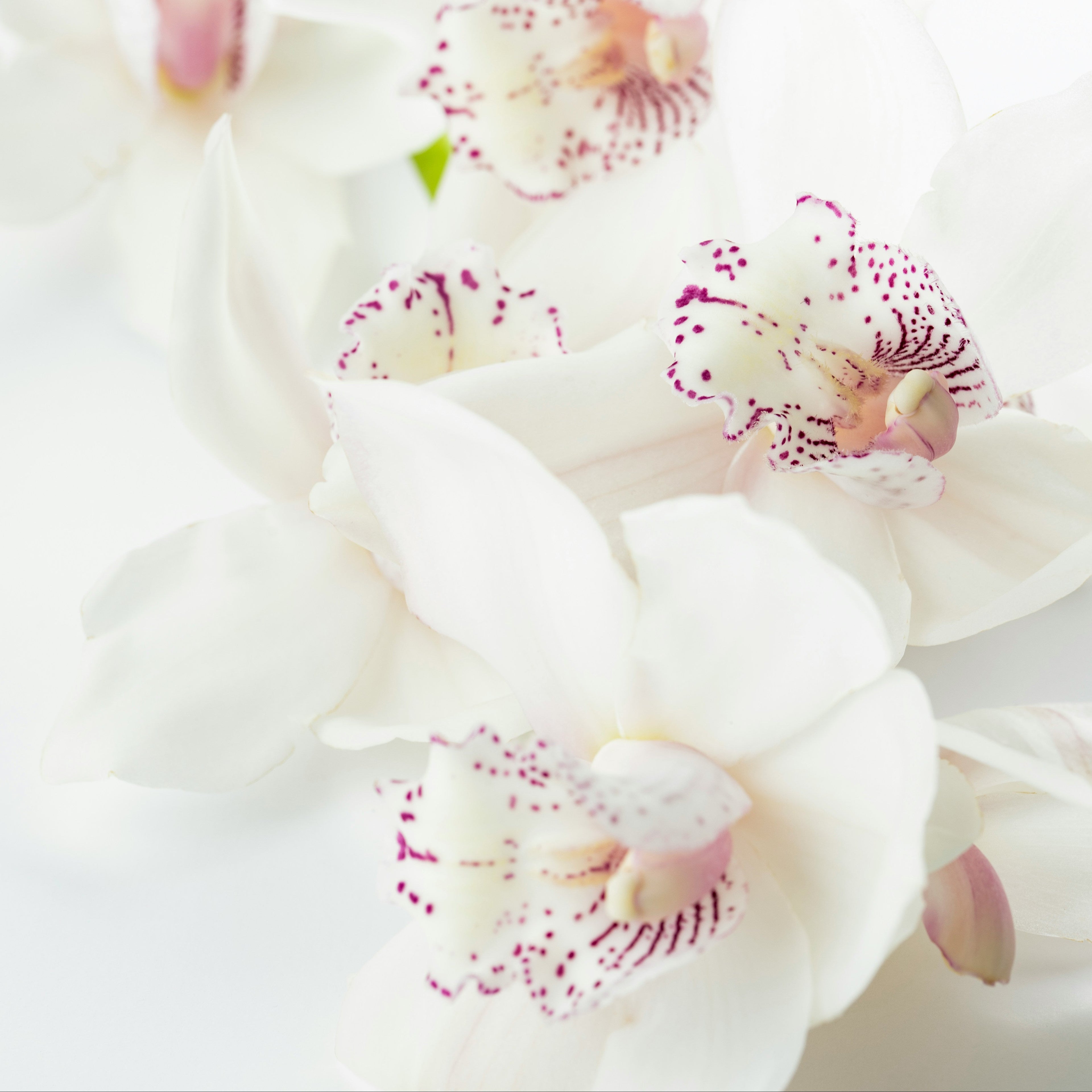 Orchidée blanche