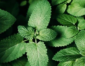 A l'Aube de la fraîcheur